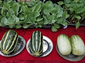 娱乐吃瓜壁纸,壁纸揭秘明星幕后故事