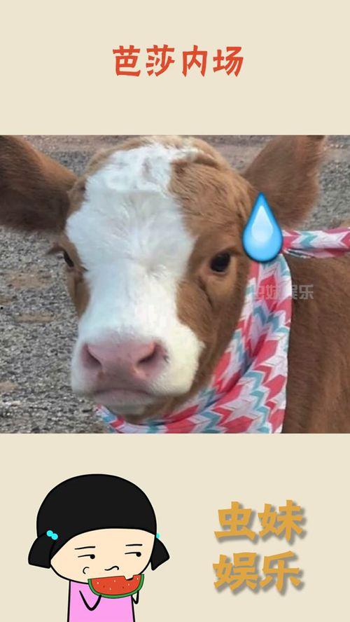 娱乐吃瓜酱熊,揭秘娱乐圈那些不为人知的幕后故事